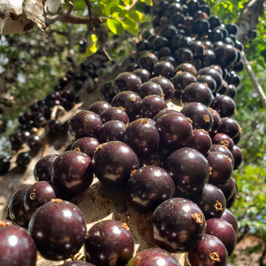 Jaboticaba Tree — Eat Your Yard Jax | A nonprofit edible plant